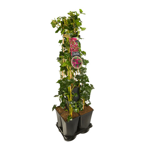 Hedera-Waldreben-Mix Hecke 1 Meter (M.J. Correvon) -