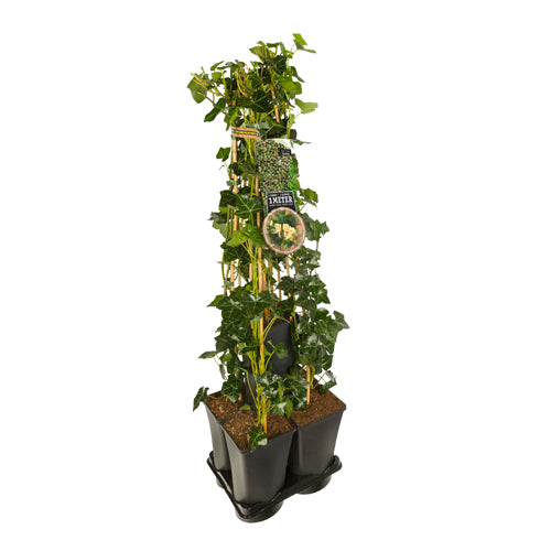 Hedera-Kamperfoelie mix haag 1 meter (Belgica Select) - 