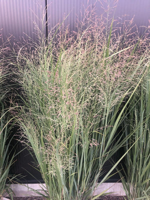 Fingergras (Panicum virg. 'Heavy Metal')