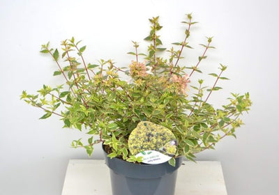 Abelia (Abelia grandiflora 'Jelly Beans')