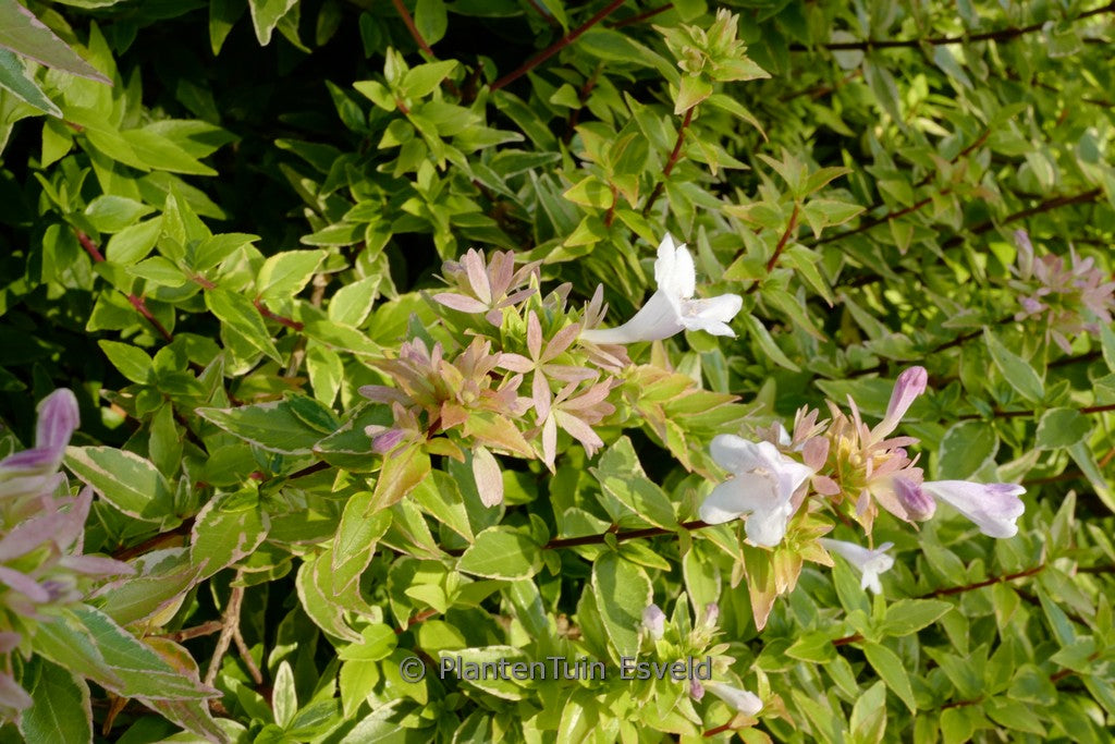 Abelia (Abelia grandiflora 'Happy Daydream'® PBR) - Heesters