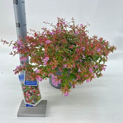 Abelia (Abelia 'Edward Goucher') - Sträucher
