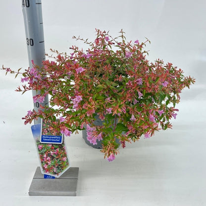 Abelia (Abelia 'Edward Goucher') - Sträucher