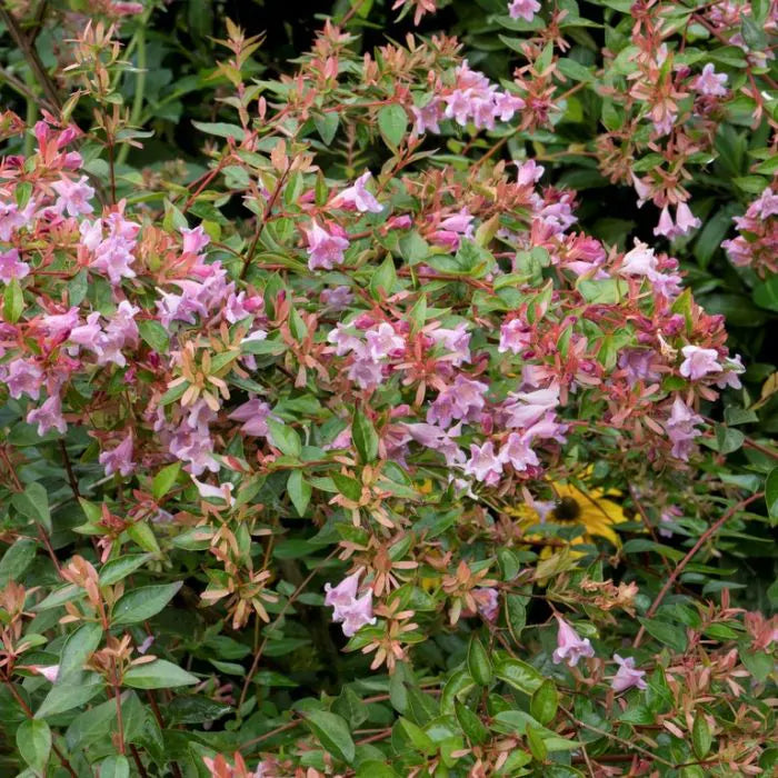 Abelia (Abelia 'Edward Goucher') - Sträucher