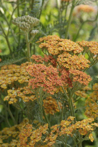 Schafgarbe (Achillea millefolium. 'Terracotta') - Gartenpflanzen