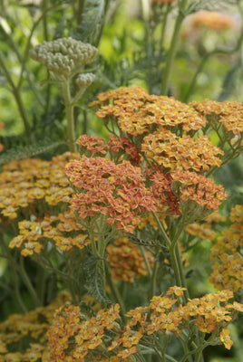 Schafgarbe (Achillea millefolium 'Terracotta')