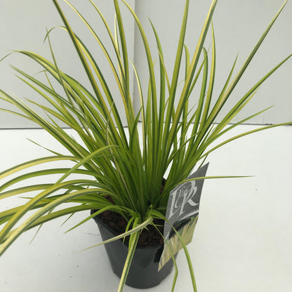 Bonte Kalmoes (Acorus 'Ogon) - Bonte Kalmoes