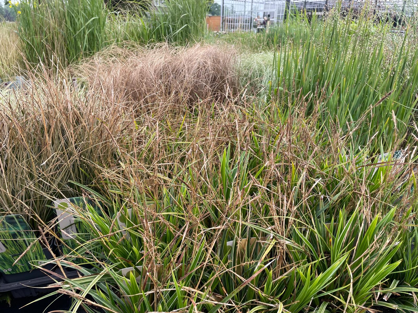 Siergrassen XXL Pakket – 24 Stuks (C2 pot, 2 liter) - 