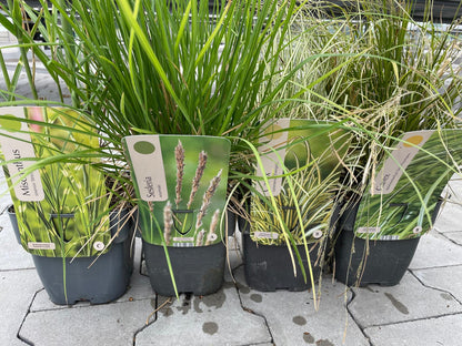 Siergrassen XXL Pakket – 24 Stuks (C2 pot, 2 liter) - 