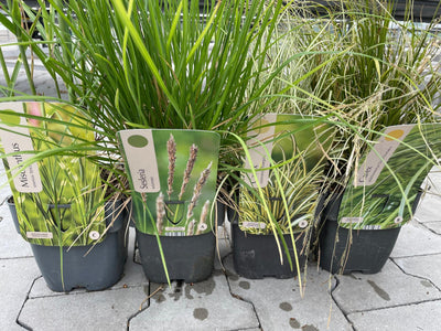 Ziergräser XXL-Paket – 24 Stück (C2-Topf, 2 Liter)