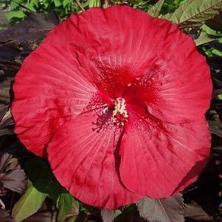 Eibischstrauch (Hibiscus Carousel Geant Red)