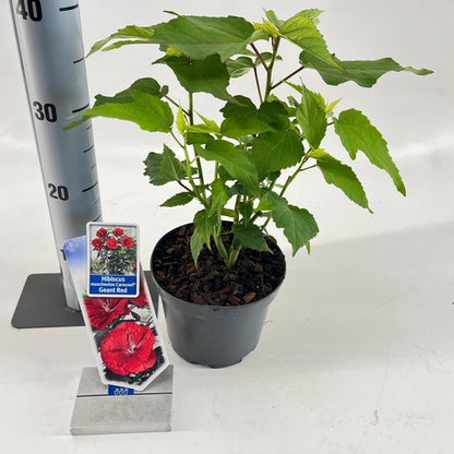 Altheastrauch (Hibiscus Carousel Geant Red) - Hibiskus