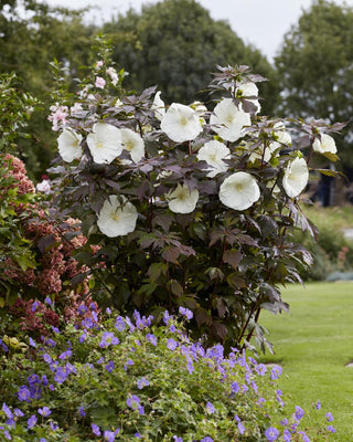 Eibischstrauch (Hibiskus Carousel Ghost)