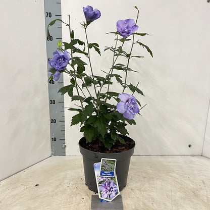 Altheastruik (Hibiscus syriacus Blue Chiffon) - Hibiscus