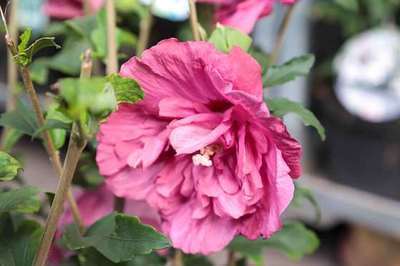 Althea-Strauch (Hibiscus syriacus Magenta Chiffon)