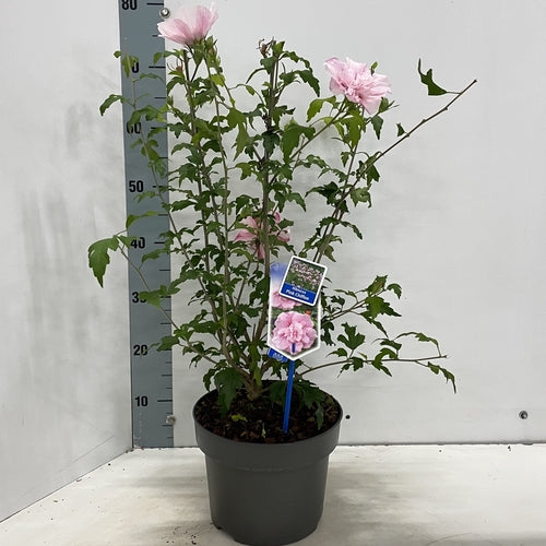 Altheastrauch (Hibiscus syriacus Pink Chiffon) - Hibiskus