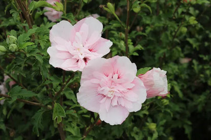 Altheastrauch (Hibiscus syriacus Pink Chiffon) - Hibiskus