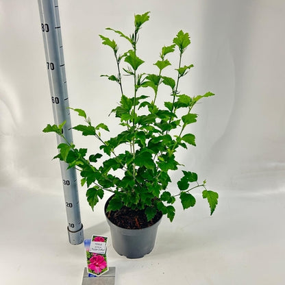 Altheastruik (Hibiscus syriacus 'Purple Chiffon') - Hibiscus