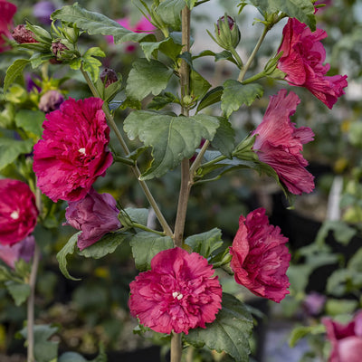Althea-Strauch (Hibiscus syriacus 'Ruby Chiffon')