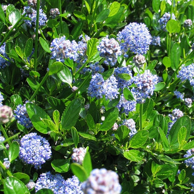 Amerikanischer Flieder (Ceanothus impressus 'Victoria')