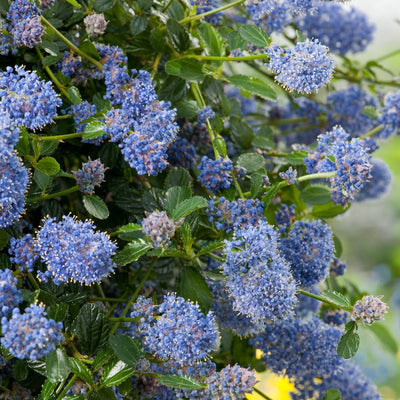 Amerikanischer Flieder (Ceanothus thyr. 'Repens')