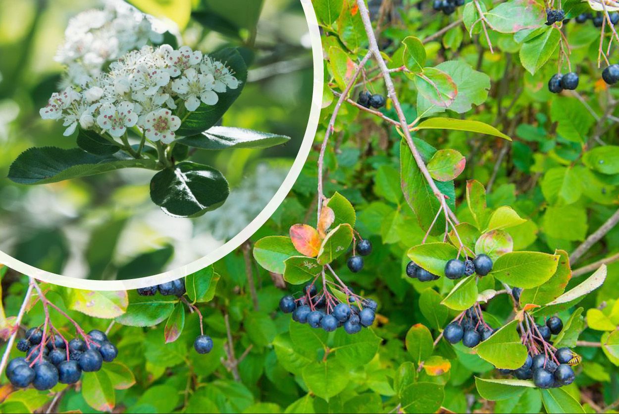 Klimplant Aronia prunifolia 'Viking' (Appelbes) - 