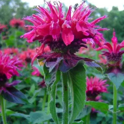 Bergamottepflanze (Monarda 'Marshall Delight')
