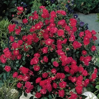 Bodendeckerrose (Rosa Lovely Romanza ®)