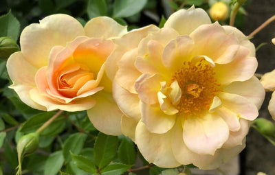 Bodendeckerrose (Rosa Midnight Romanza ®)