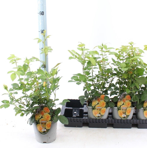 Bodendeckerrose (Rosa Midnight Romanza ®) - Rosen