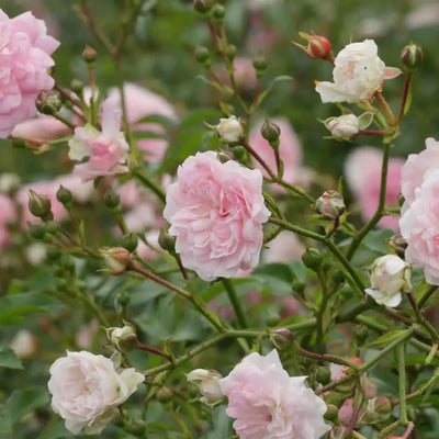 Bodendeckerrose (Rosa Pink Romanza ®)