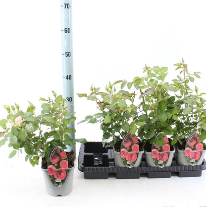 Bodembedekende roos (Rosa Pink Romanza ®) - Rozen