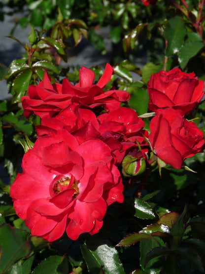 Bodembedekende roos (Rosa Red Romanza ®) - Rozen