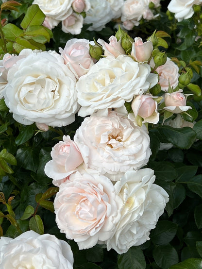 Bodendeckerrose (Rosa Sweet Romanza ®) - Rosen