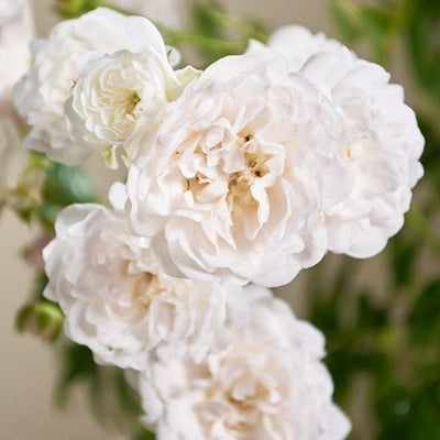 Bodendeckerrose (Rosa (PA) 'Crystal Fairy' ®)