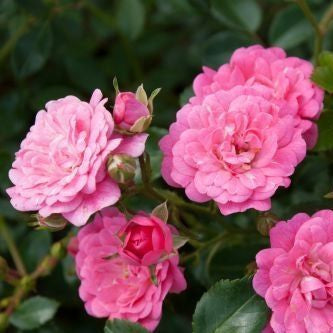Bodendeckerrose (Rosa (PA) 'Lovely Fairy' ®) - Rosen