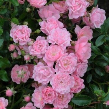Bodembedekende roos (Rosa (PA) 'The Fairy' ) - Rozen