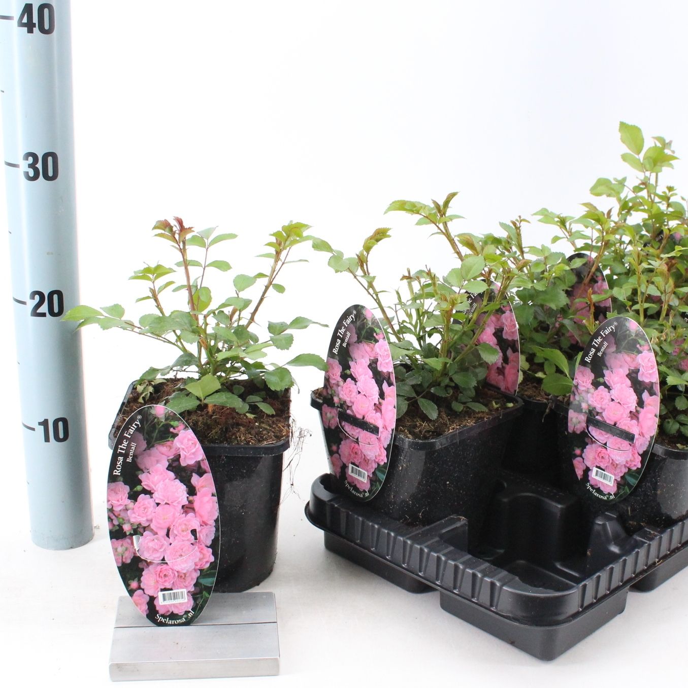 Bodembedekende roos (Rosa (PA) 'The Fairy' ) - Rozen