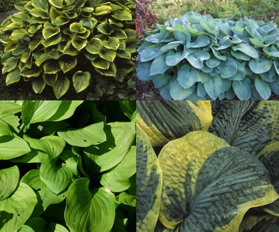 Beeteinfassung Hostas (1m2)