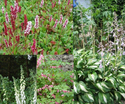 Bordürenpaket Weiß & Rosa (1m2)