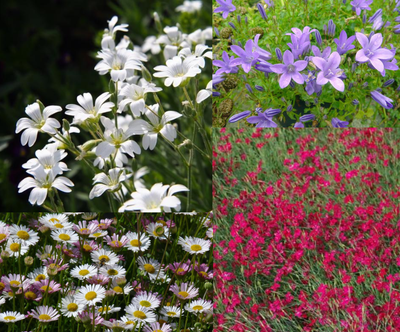 Beeteinfassung mit blühendem Bodendecker (1,5 m²)