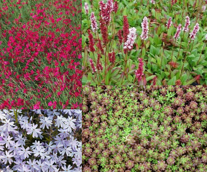 Borderpakket bodembedekkers (1,5m2) - Tuinplanten
