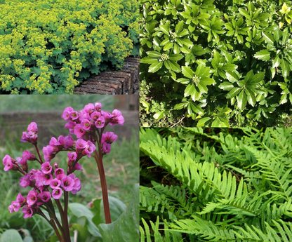 Borderpakket groenblijvend (1m2) - Tuinplanten