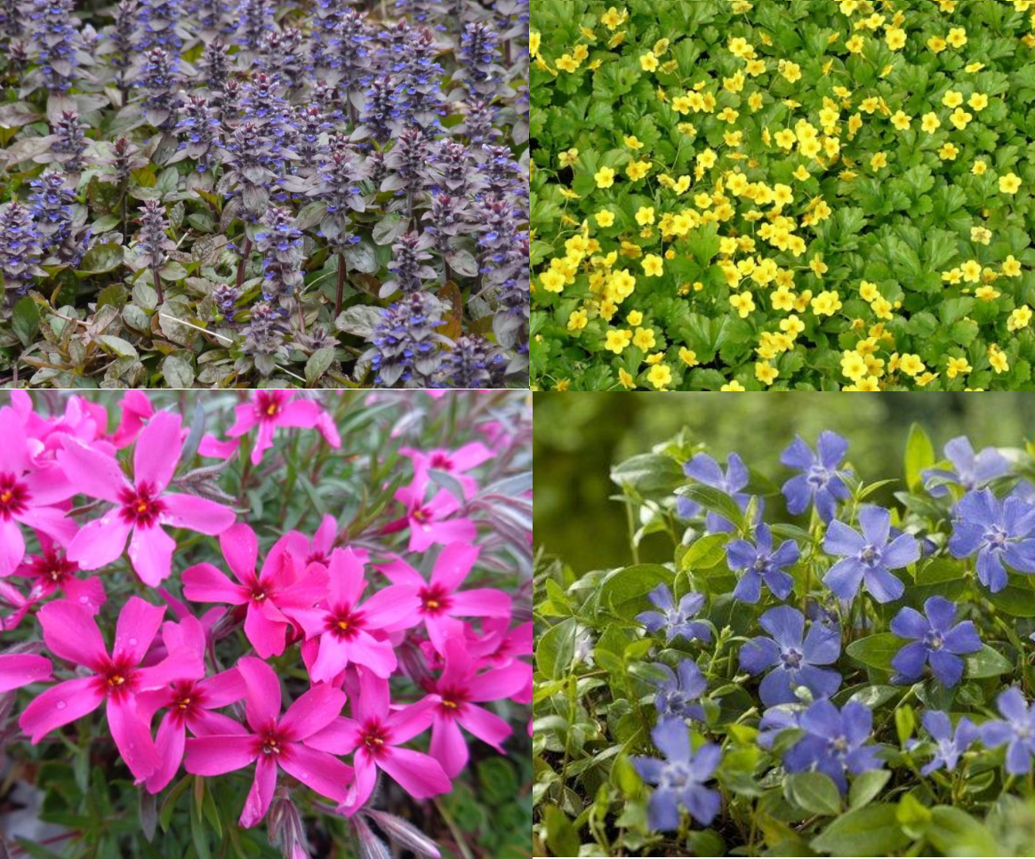 Borderpakket groenblijvende bodembedekkers (1,5m2) - Tuinplanten