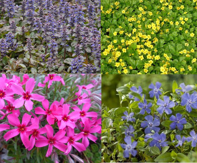 Randpaket immergrüne Bodendecker (1,5 m2)