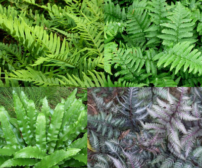 Randpaket Dschungel-/Waldgarten (1m2)