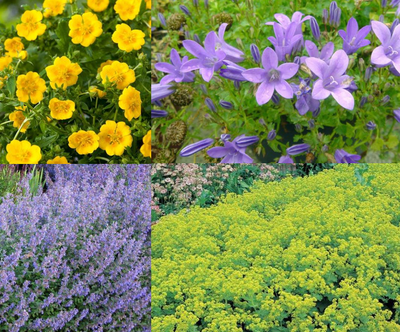 Bordürenpaket mit farbenfroher Bodenabdeckung (1,5 m2)