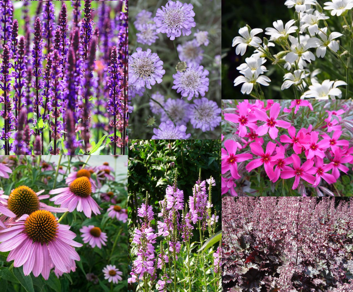 Borderpakket kleurrijke mix (3,5m2) - Tuinplanten