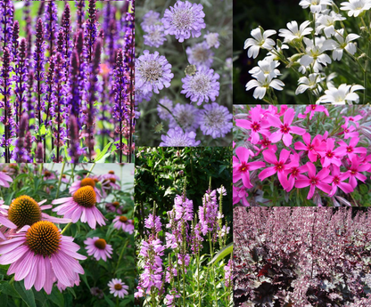 Borderpakket kleurrijke mix (3,5m2) - Tuinplanten