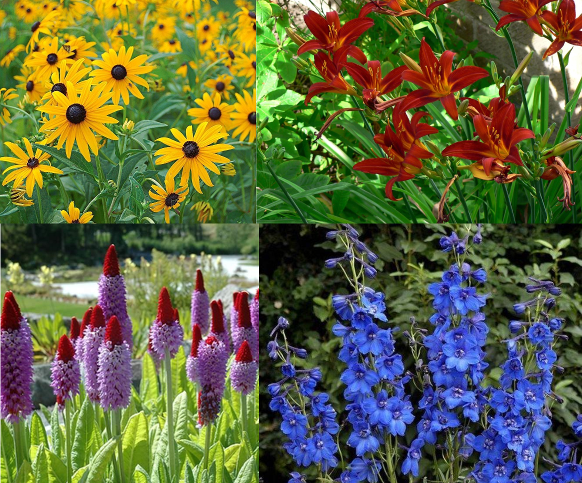 Borderpaket langblühende Mischung (1m²) - Gartenpflanzen